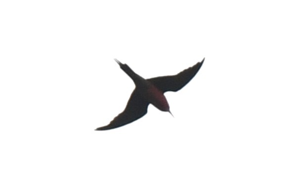 Rosy Bee-eater (Merops malimbicus), photo 6