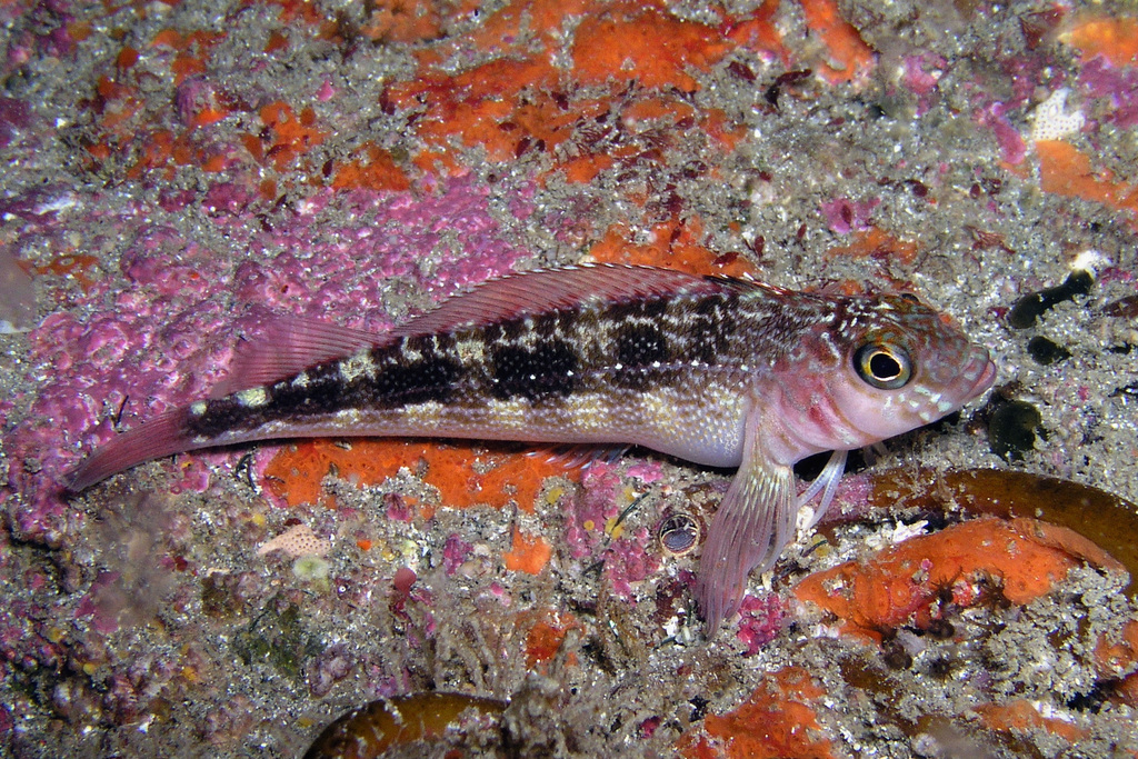 Striped Triplefin