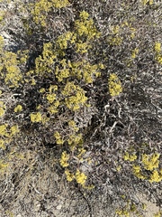 Eriogonum corymbosum nilesii