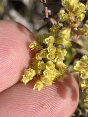 Eriogonum corymbosum nilesii