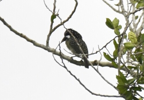 Hairy-breasted Barbet (Tricholaema hirsuta), photo 8