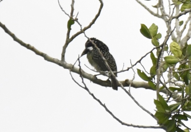 Hairy-breasted Barbet (Tricholaema hirsuta), photo 8
