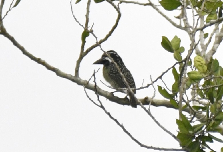 Hairy-breasted Barbet (Tricholaema hirsuta), photo 2