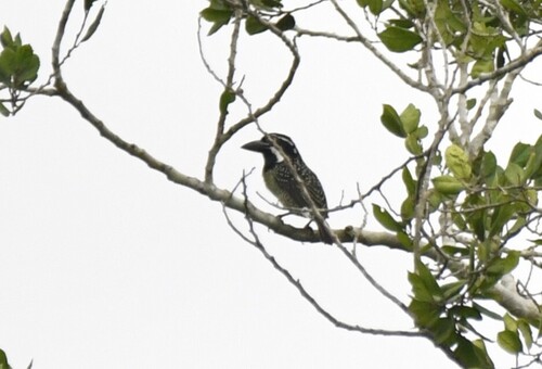 Hairy-breasted Barbet (Tricholaema hirsuta), photo 7