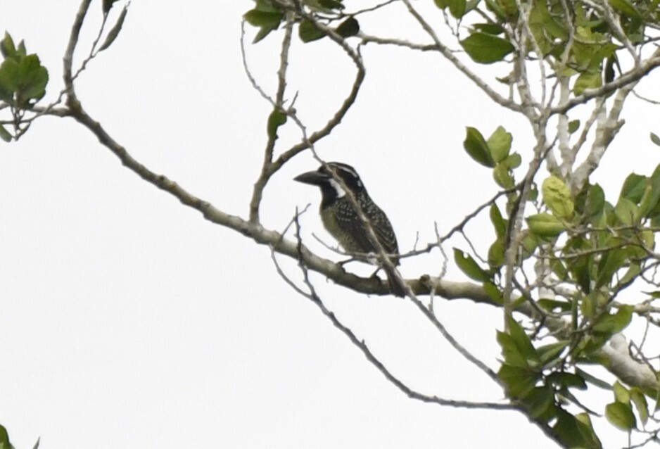 Hairy-breasted Barbet (Tricholaema hirsuta), photo 7