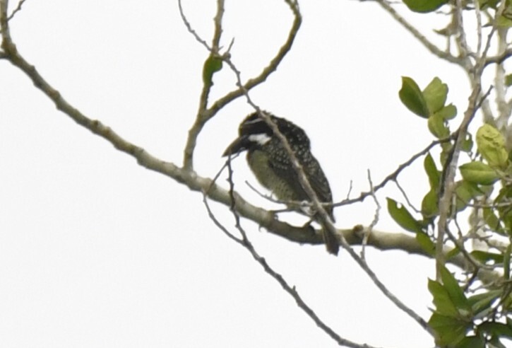 Hairy-breasted Barbet (Tricholaema hirsuta), photo 5