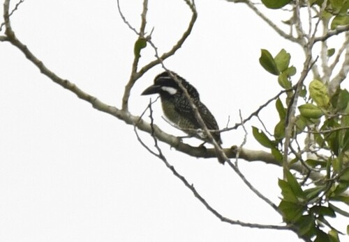 Hairy-breasted Barbet (Tricholaema hirsuta), photo 6
