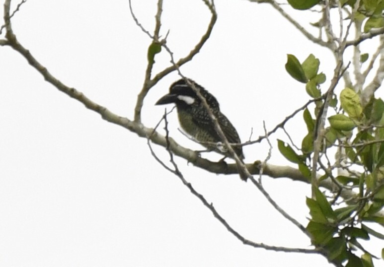 Hairy-breasted Barbet (Tricholaema hirsuta), photo 6