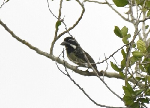 Hairy-breasted Barbet (Tricholaema hirsuta)
