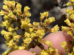 Eriogonum corymbosum nilesii