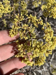 Eriogonum corymbosum nilesii