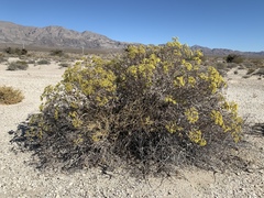Eriogonum corymbosum nilesii