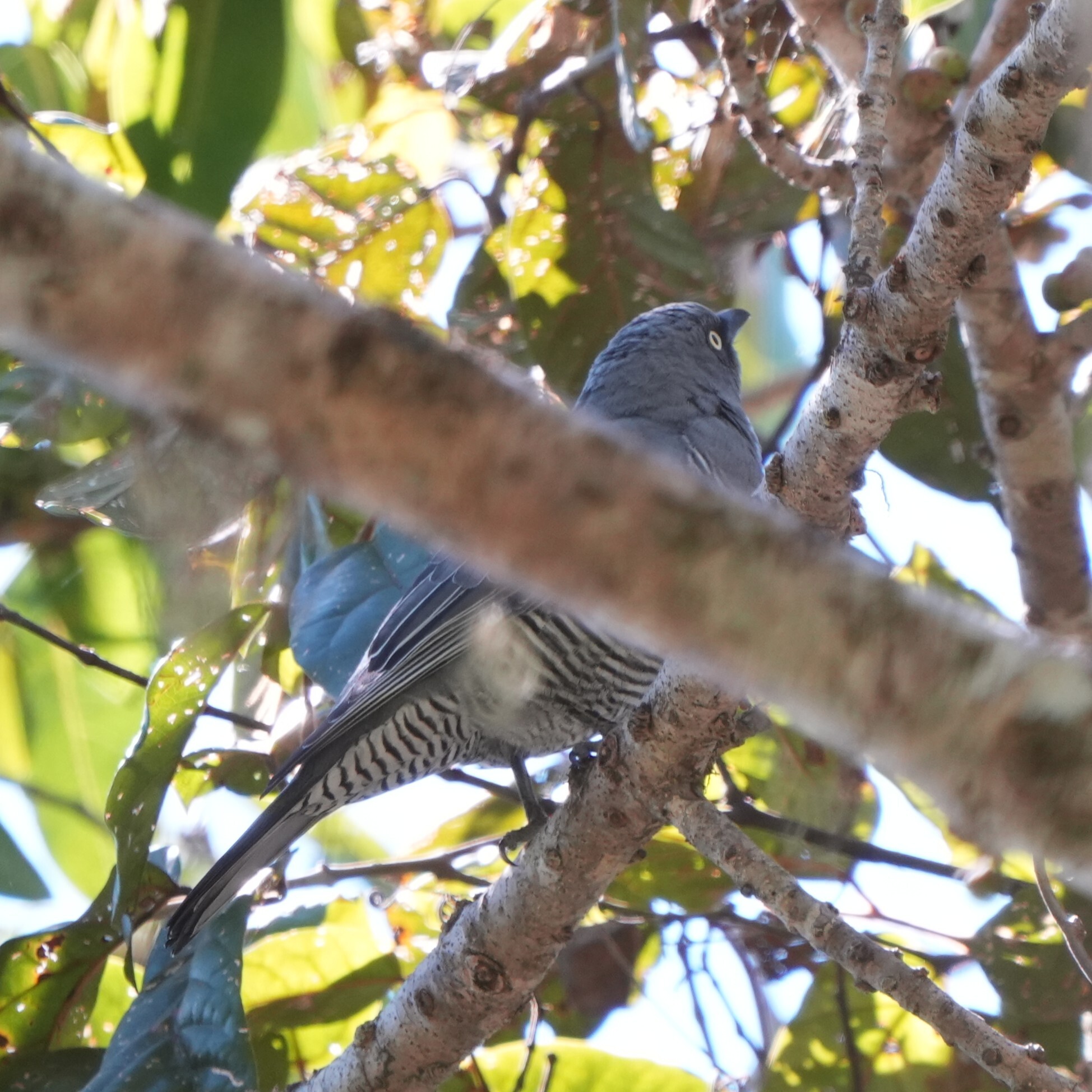 Barred Cuckooshrike (Coracina lineata), photo 3