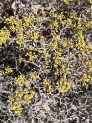 Eriogonum corymbosum nilesii