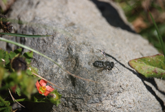 Megachile pollinosa