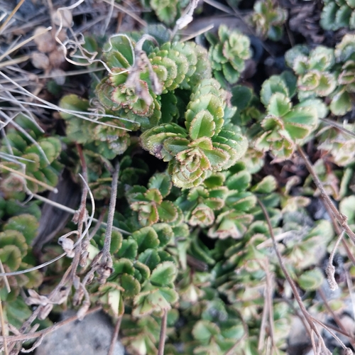 Veronica hookeriana, photograph 1