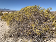 Eriogonum corymbosum nilesii