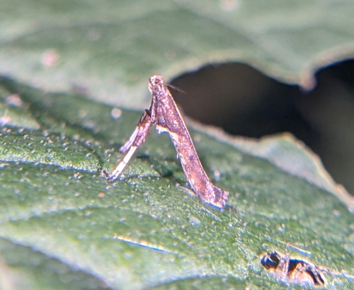 Ironwood Leafcone Moth photo 4