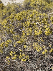 Eriogonum corymbosum nilesii