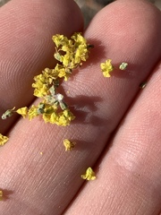 Eriogonum corymbosum nilesii