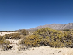 Eriogonum corymbosum nilesii