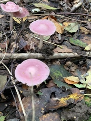 Calodontes