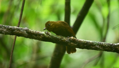 Schiffornis veraepacis