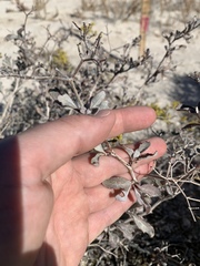 Eriogonum corymbosum nilesii