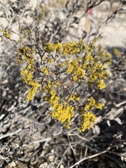 Eriogonum corymbosum nilesii