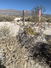Eriogonum corymbosum nilesii