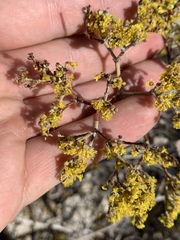 Eriogonum corymbosum nilesii