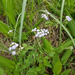 Ageratum conyzoides