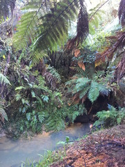 Dicksonia squarrosa