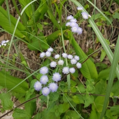 Ageratum conyzoides