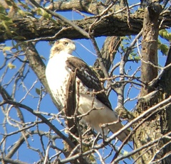 Buteo jamaicensis borealis