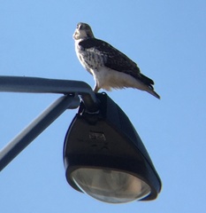Buteo jamaicensis borealis