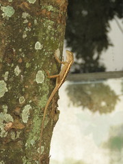 Calotes versicolor