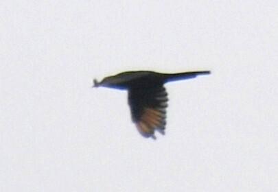 Chestnut-winged Starling (Onychognathus fulgidus), photo 6