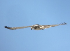 Buteo jamaicensis borealis