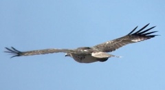 Buteo jamaicensis borealis