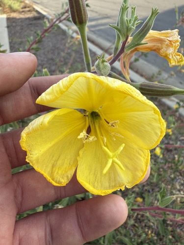 Oenothera elata