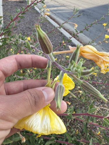 Oenothera elata