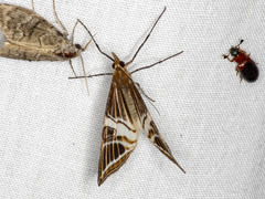 Phrataria transcissata