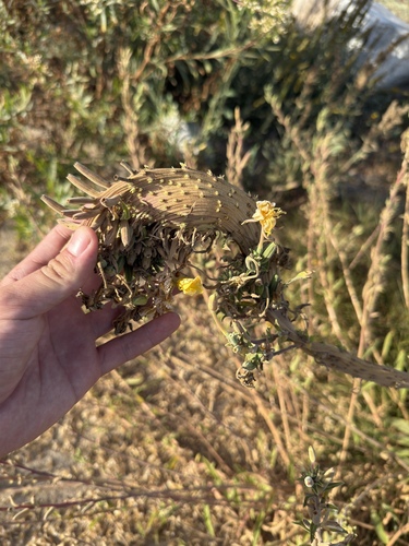 Oenothera elata