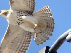 Buteo jamaicensis borealis