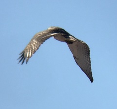 Buteo jamaicensis borealis