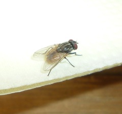 Musca domestica