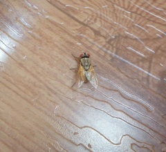 Musca domestica