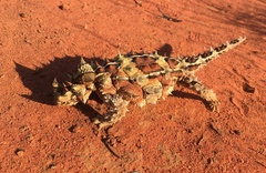 Moloch horridus