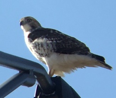 Buteo jamaicensis borealis